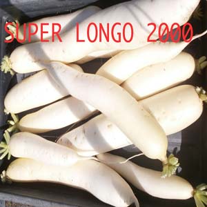 SUPER LONGO 2000